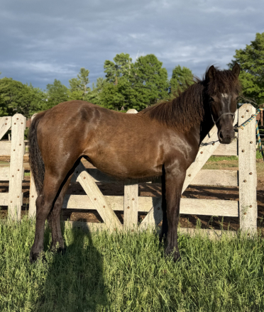 Raspotnik Luna (Luna), 1yo Canadian Horse Friesian Cross filly, 14.2hh