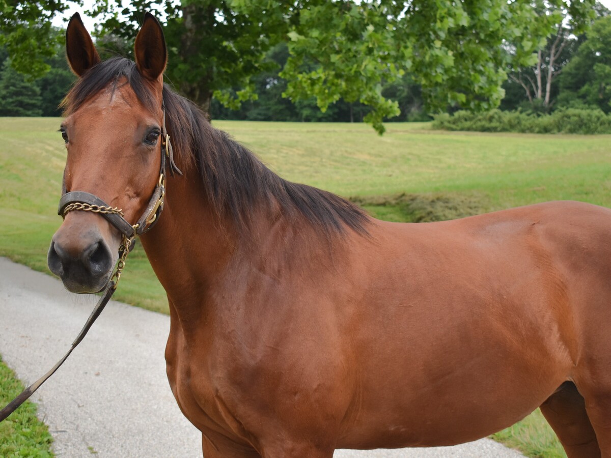 Dazzle, 22yo Thoroughbred mare, 16.1hh