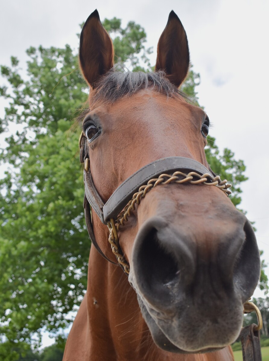 Dazzle, 22yo Thoroughbred mare, 16.1hh