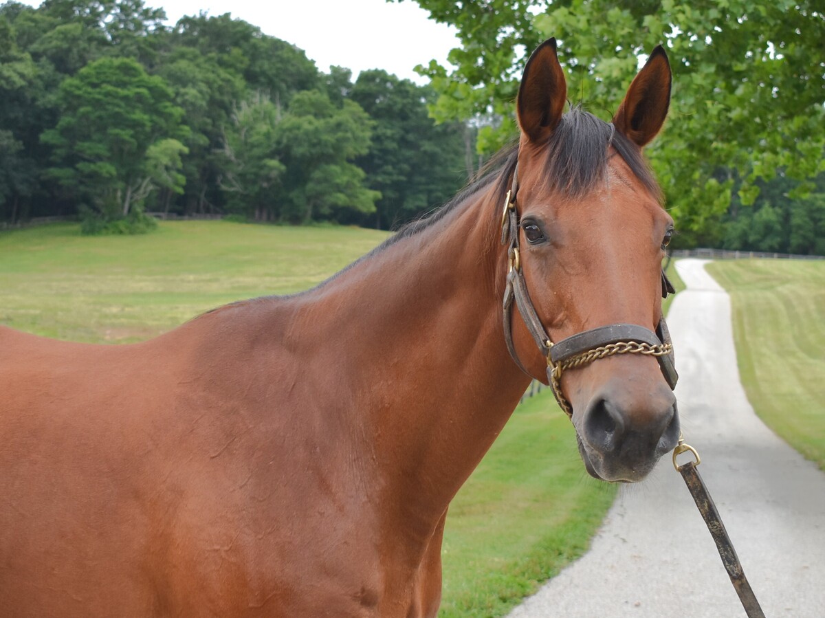 Dazzle, 22yo Thoroughbred mare, 16.1hh