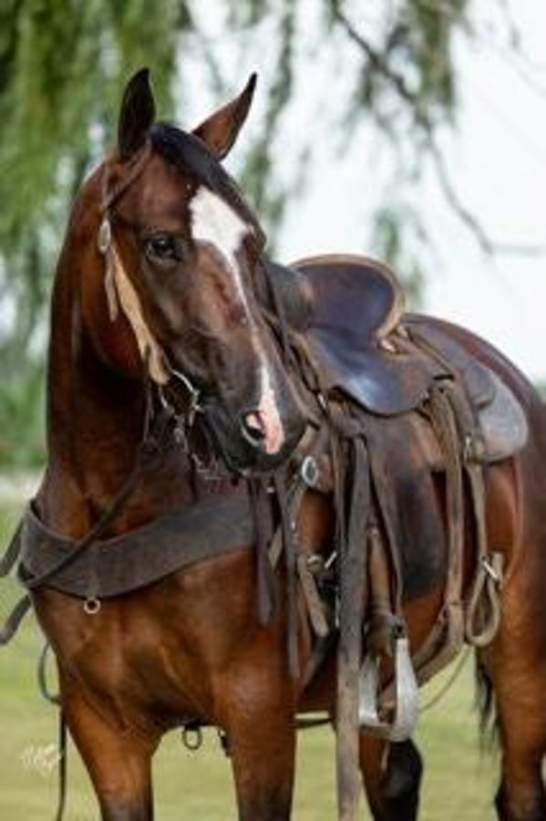 American Morgan Horse, 8yo American Morgan Horse mare, 15.1hh