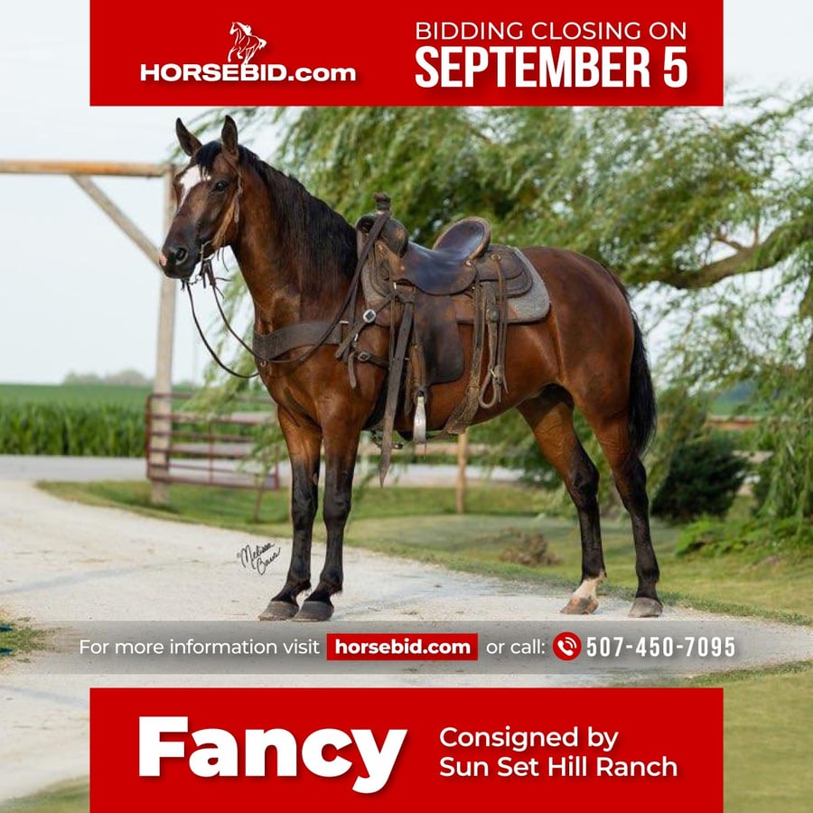 American Morgan Horse, 8yo American Morgan Horse mare, 15.1hh