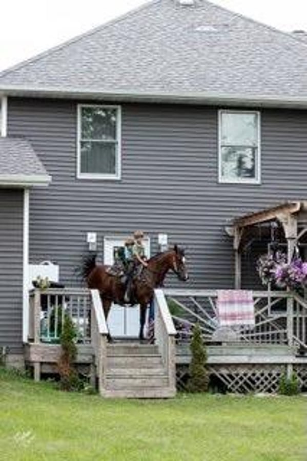 American Morgan Horse, 8yo American Morgan Horse mare, 15.1hh