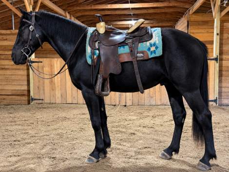 Phantom, 2yo Friesian Cross gelding, 15.2hh