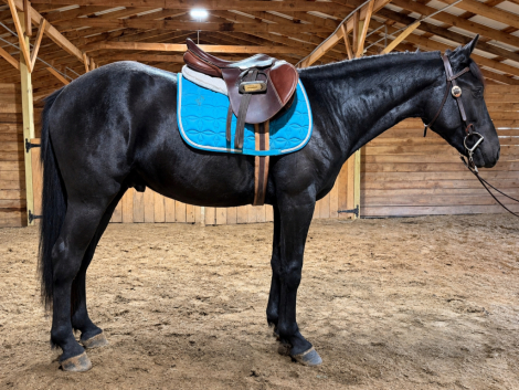 Phantom, 2yo Friesian Cross gelding, 15.2hh
