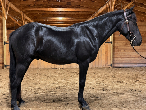 Phantom, 2yo Friesian Cross gelding, 15.2hh