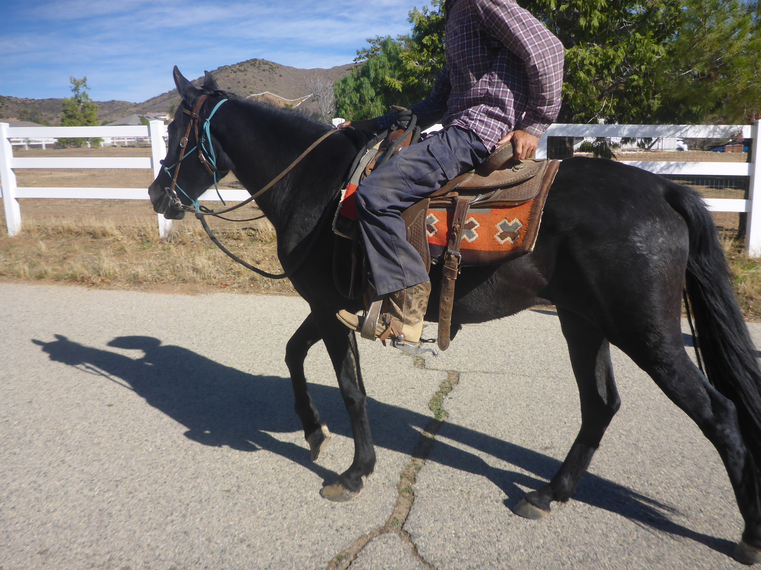 Daisy, 10yo Andalusian mare, 15hh