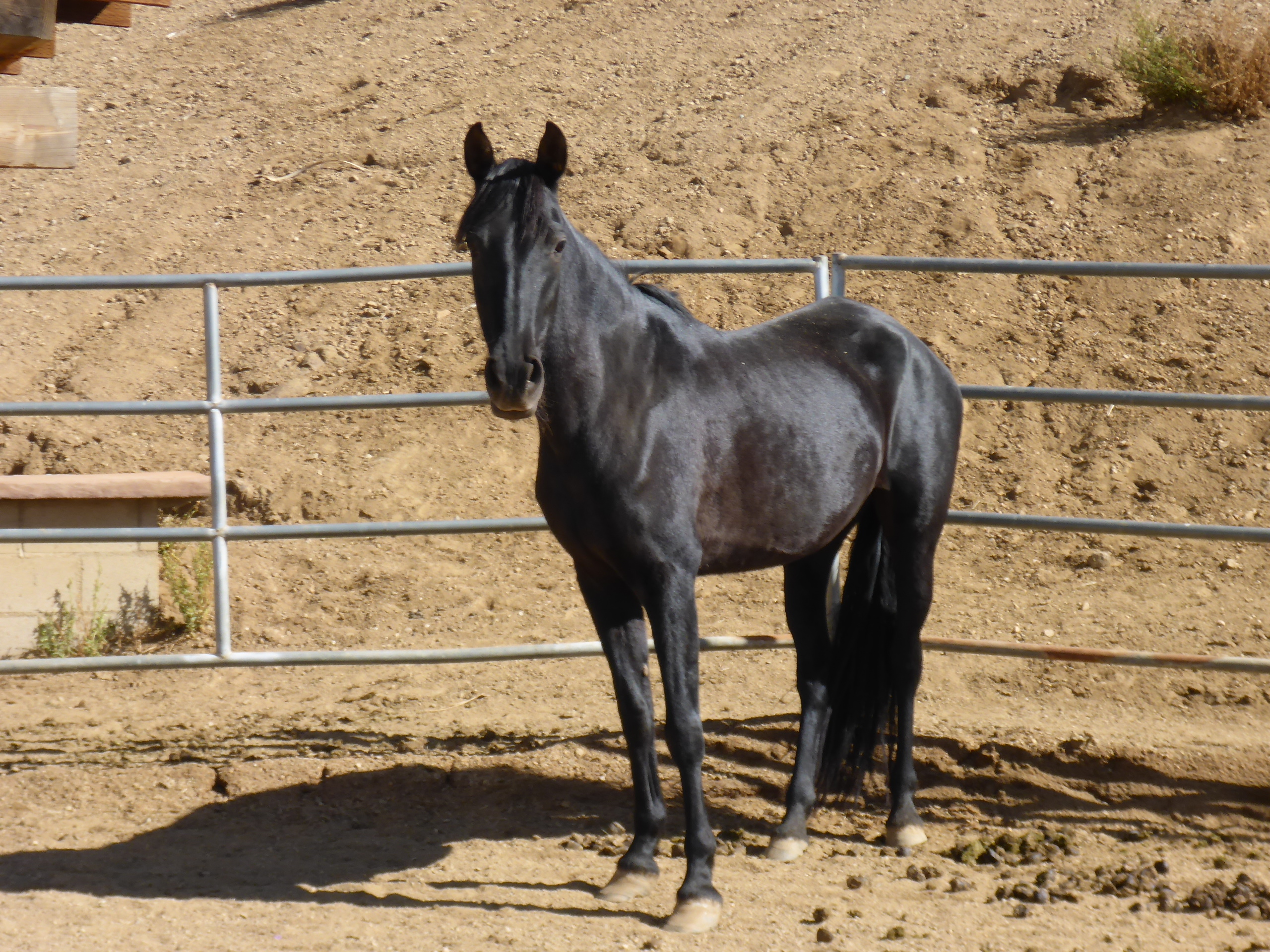 Daisy, 10yo Andalusian mare, 15hh