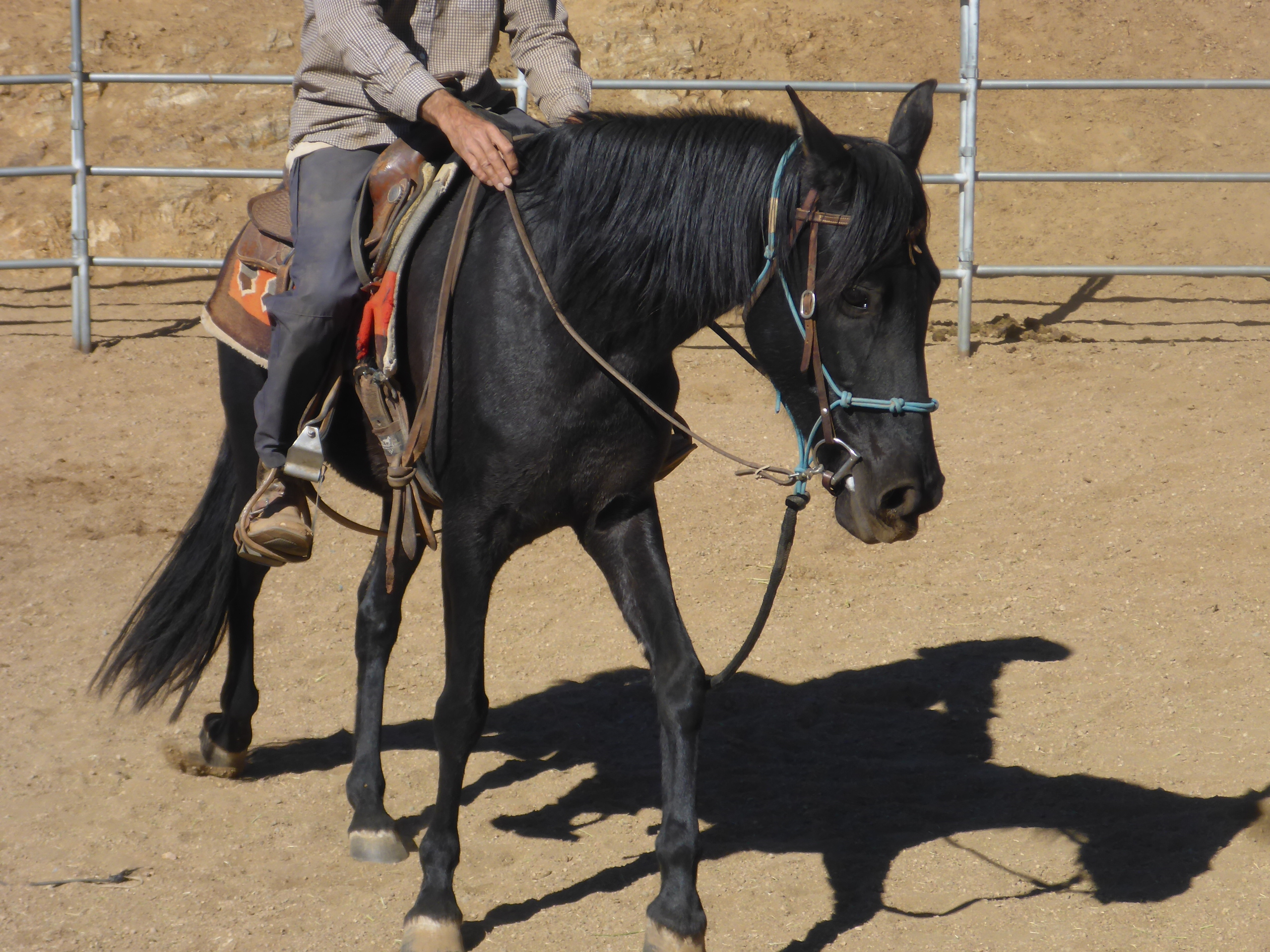 Daisy, 10yo Andalusian mare, 15hh