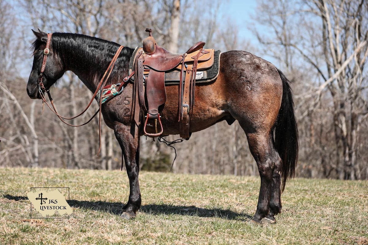 American Quarter Horse, 9yo American Quarter Horse gelding, 15.1hh