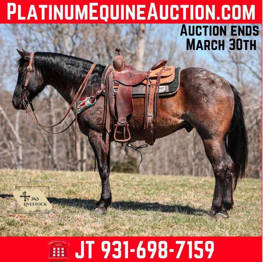 American Quarter Horse, 9yo American Quarter Horse gelding, 15.1hh