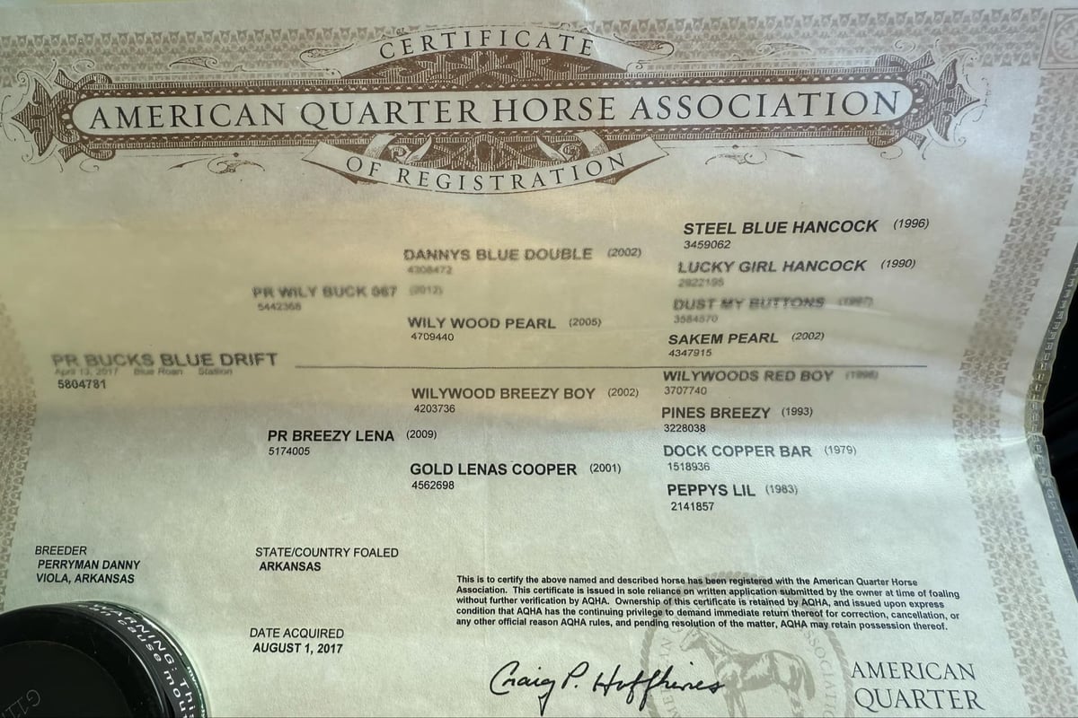 American Quarter Horse, 9yo American Quarter Horse gelding, 15.1hh