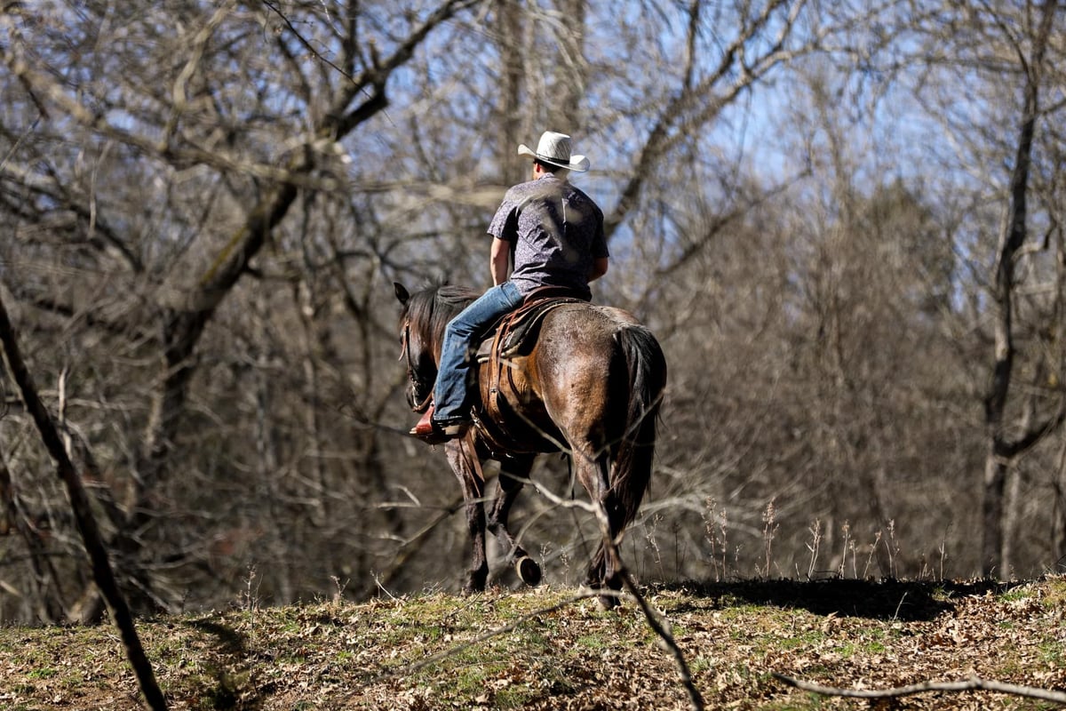 American Quarter Horse, 9yo American Quarter Horse gelding, 15.1hh