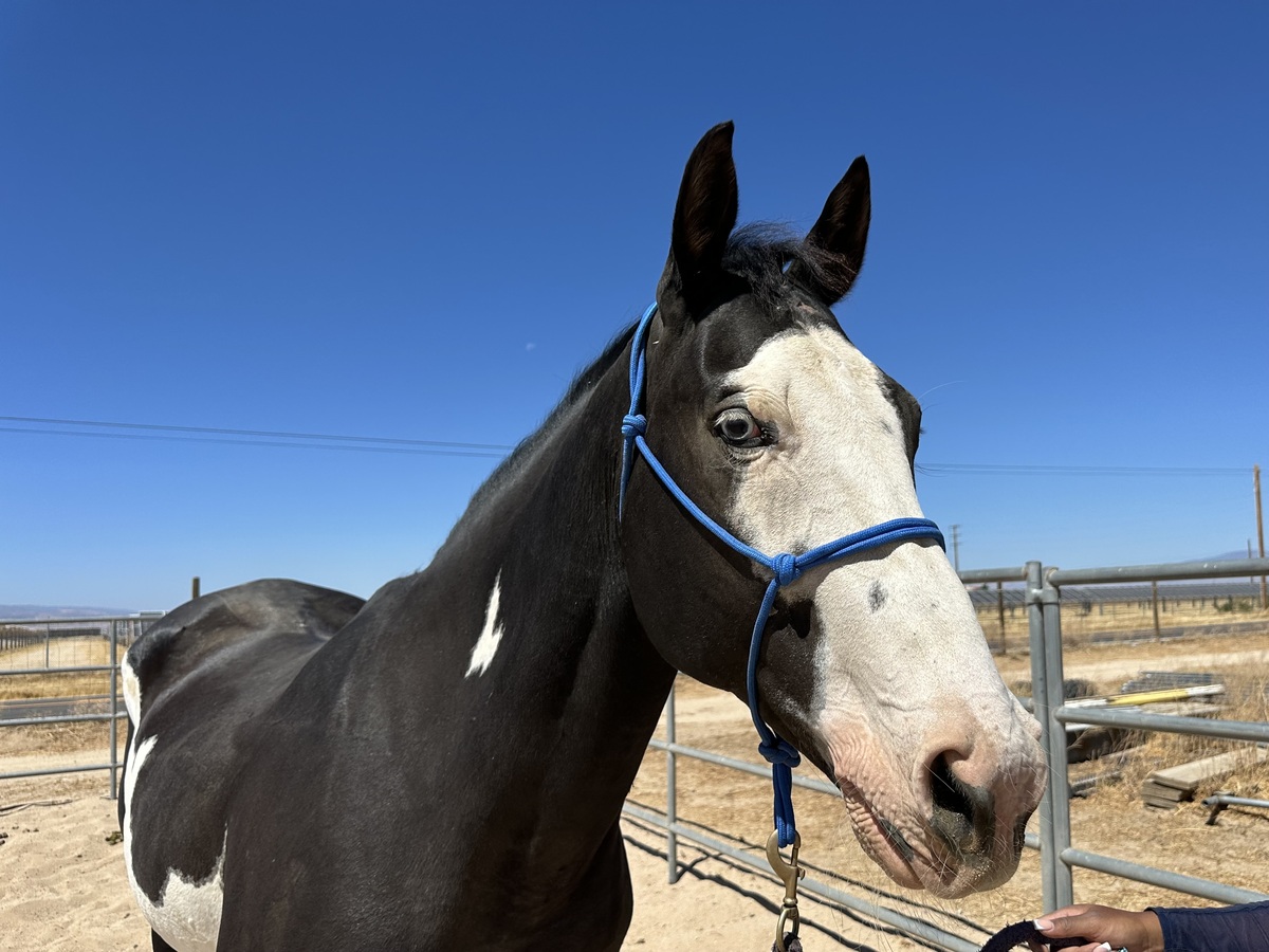 Ente, 12yo Draft/Pinto/Thoroughbred gelding, 15.3hh