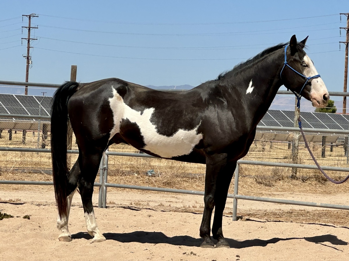 Ente, 12yo Draft/Pinto/Thoroughbred gelding, 15.3hh