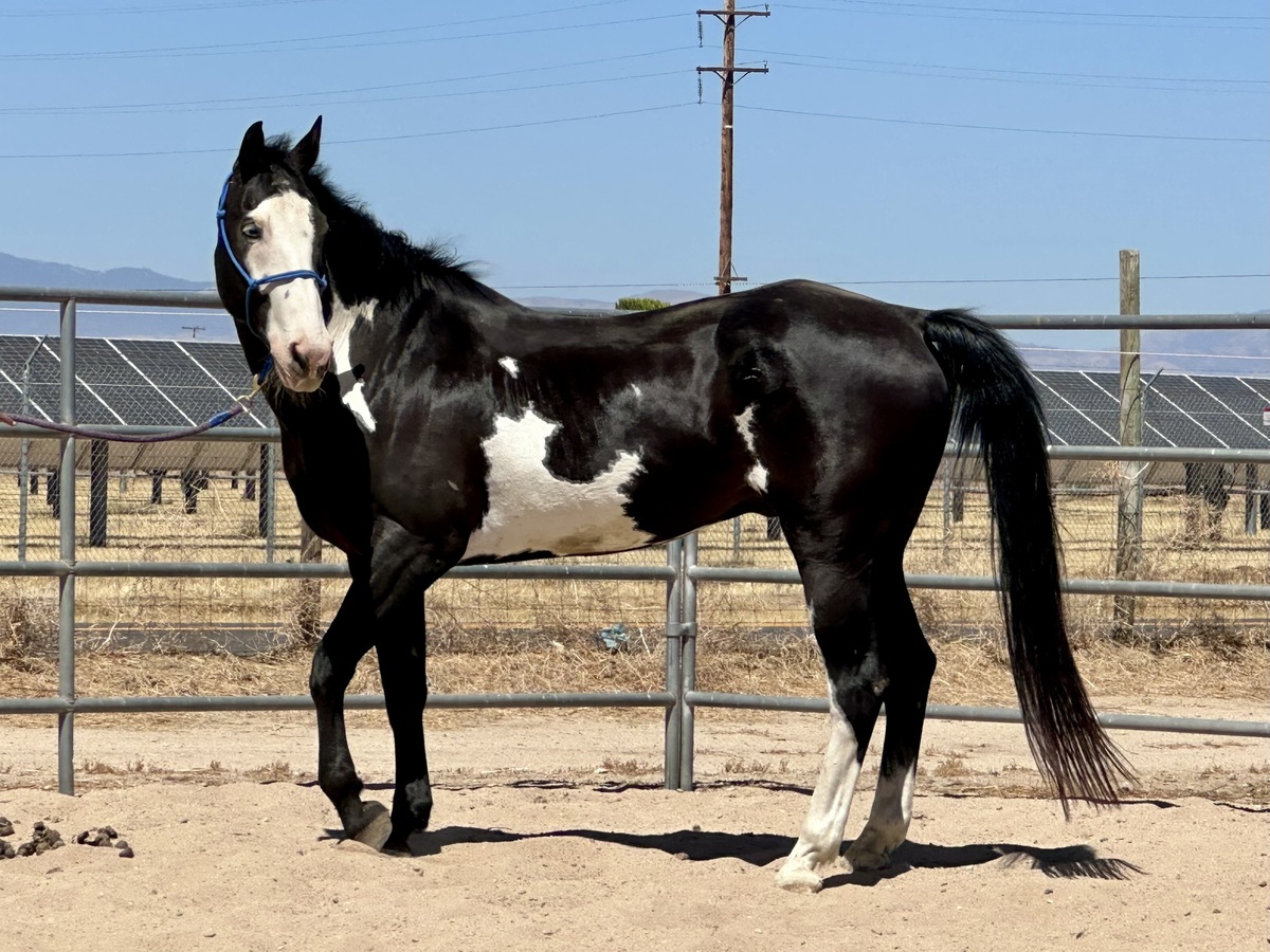 Ente, 12yo Draft/Pinto/Thoroughbred gelding, 15.3hh