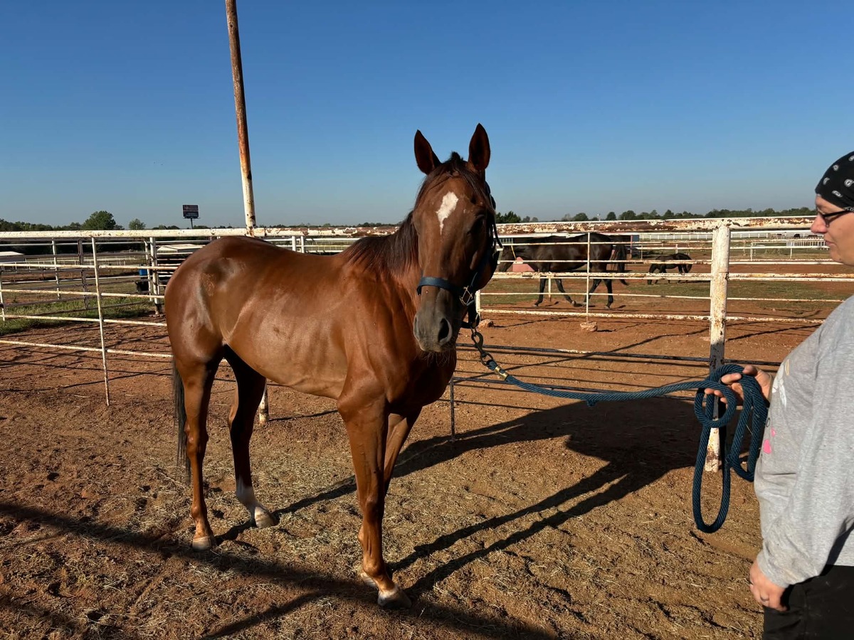 Prince Pierre, 5yo Thoroughbred gelding, 16.0hh