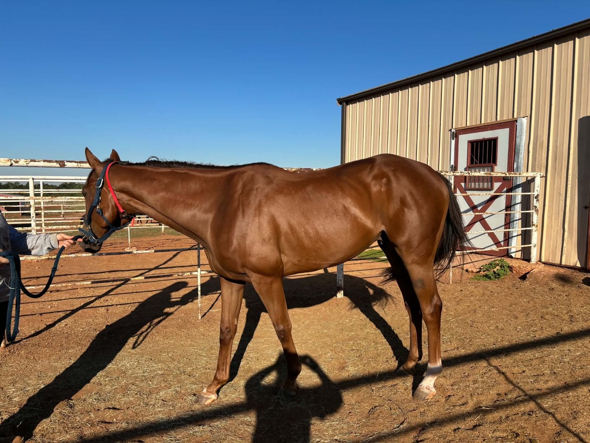 Prince Pierre, 5yo Thoroughbred gelding, 16.0hh