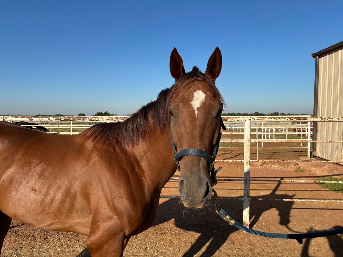 Prince Pierre, 5yo Thoroughbred gelding, 16.0hh