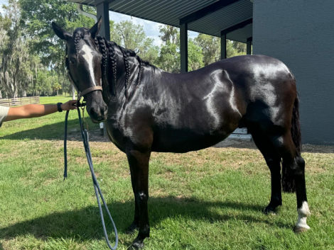Jaetta de Halconero (Dot), 12yo Lusitano mare, 15.3hh