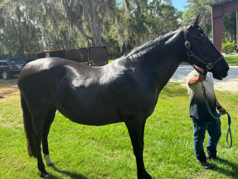 Jaetta de Halconero (Dot), 12yo Lusitano mare, 15.3hh