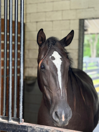 Jaetta de Halconero (Dot), 12yo Lusitano mare, 15.3hh