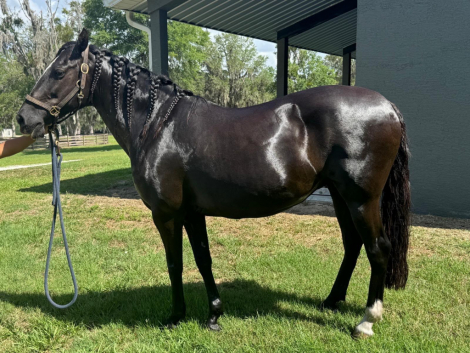 Jaetta de Halconero (Dot), 12yo Lusitano mare, 15.3hh