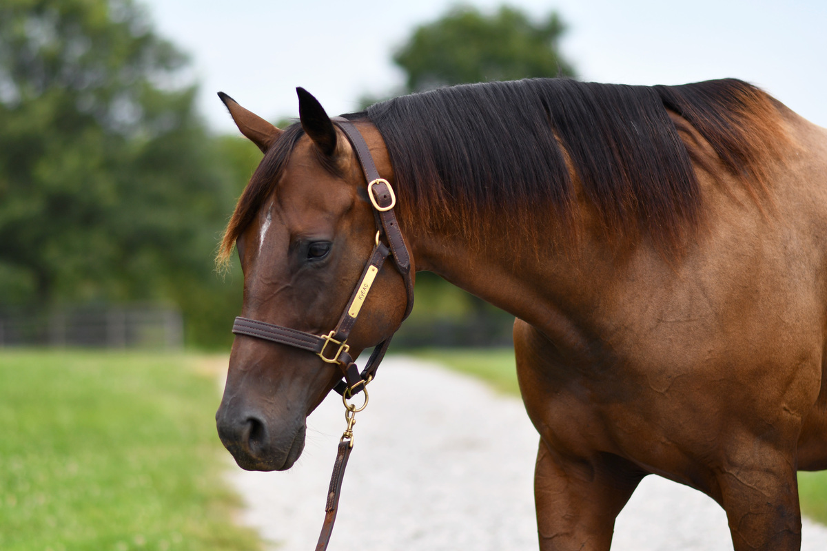 Lightning Fire, 9yo Thoroughbred mare, 15.2hh
