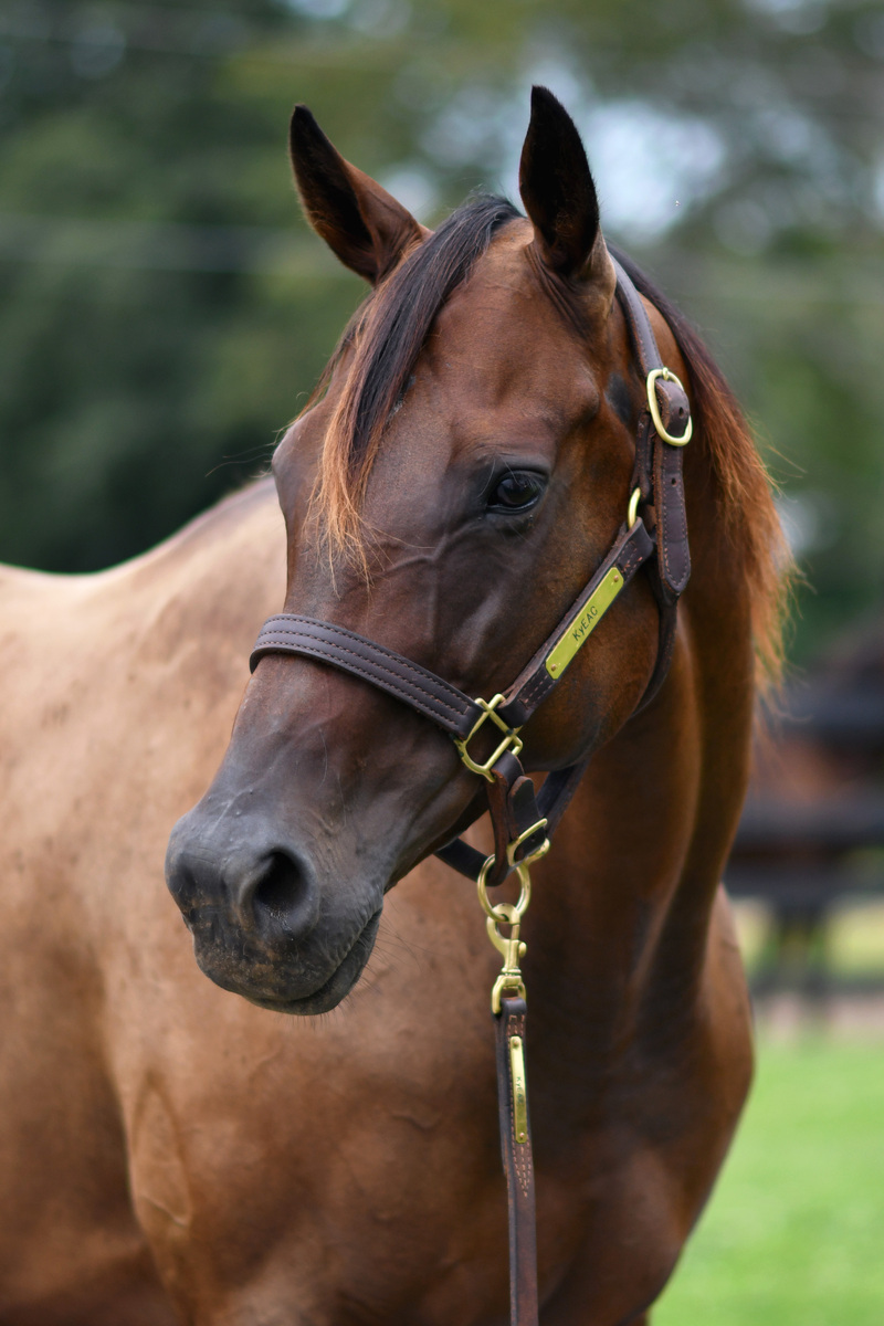 Lightning Fire, 9yo Thoroughbred mare, 15.2hh