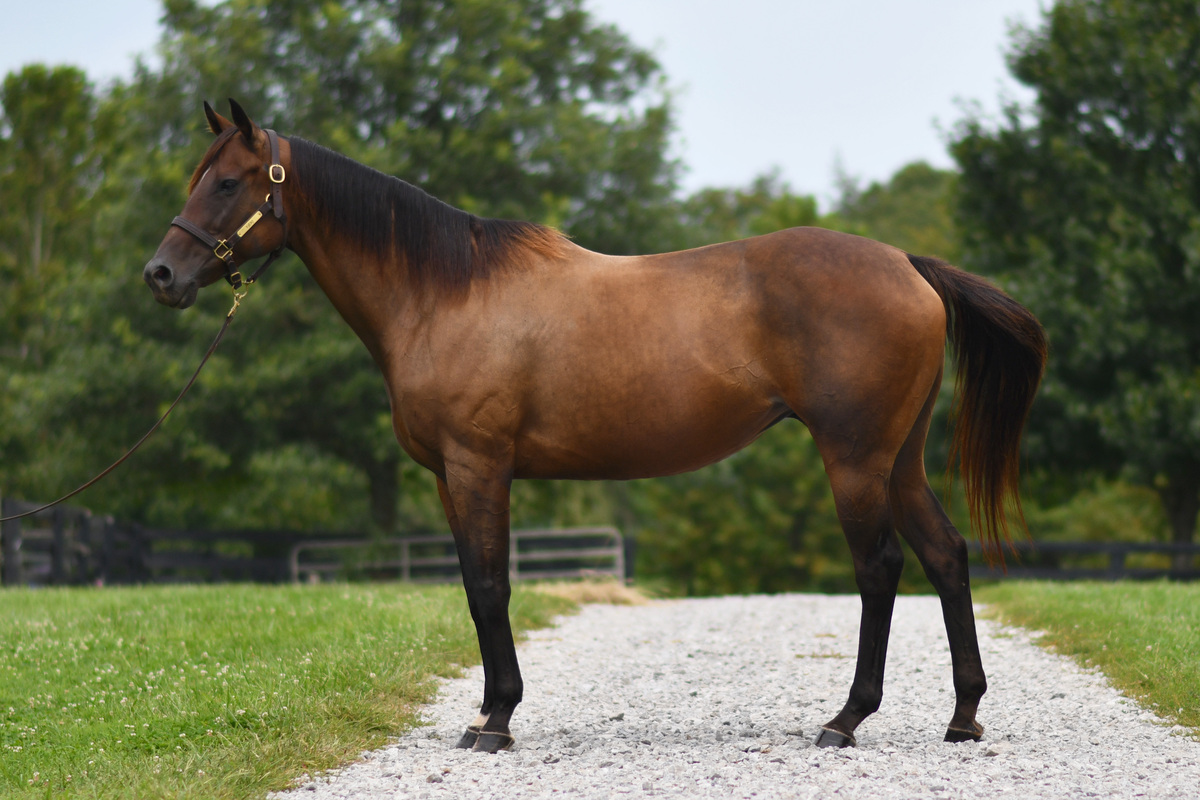 Lightning Fire, 9yo Thoroughbred mare, 15.2hh