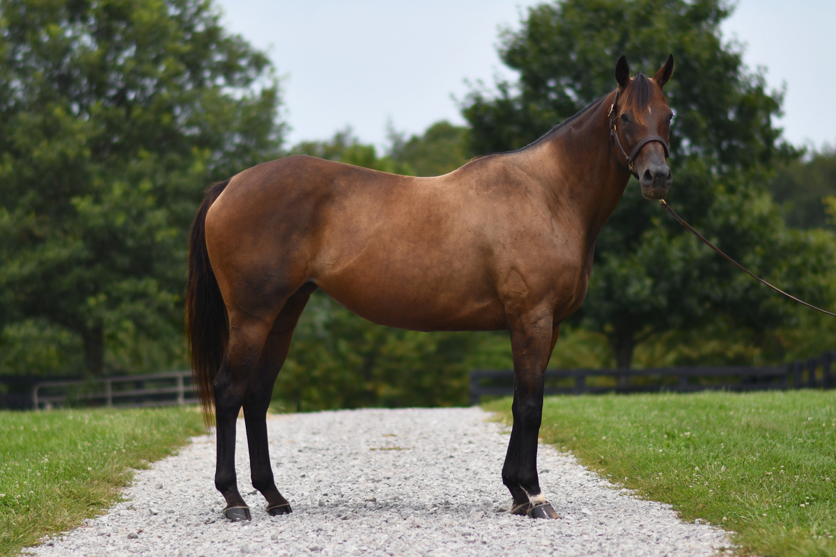 Lightning Fire, 9yo Thoroughbred mare, 15.2hh
