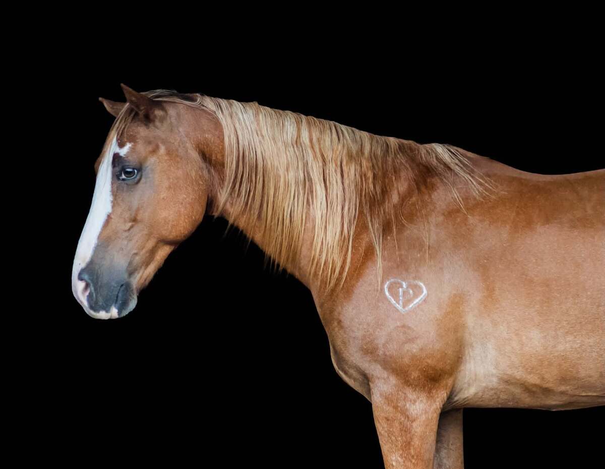Sport, 9yo Pony gelding, 14.0hh