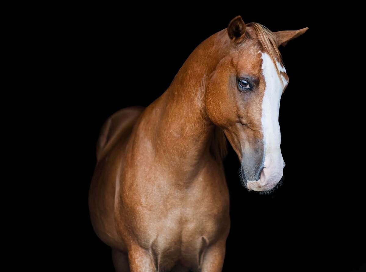 Sport, 9yo Pony gelding, 14.0hh