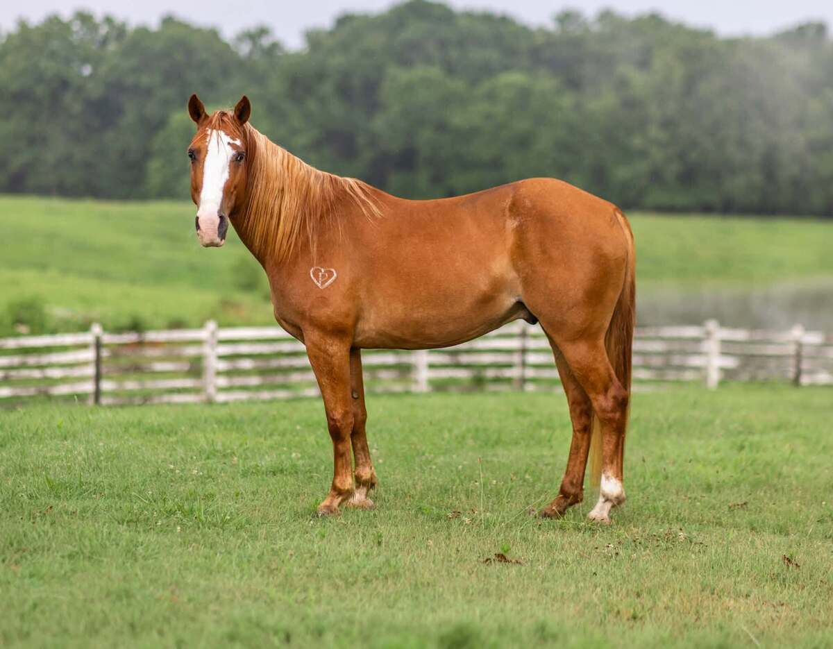Sport, 9yo Pony gelding, 14.0hh