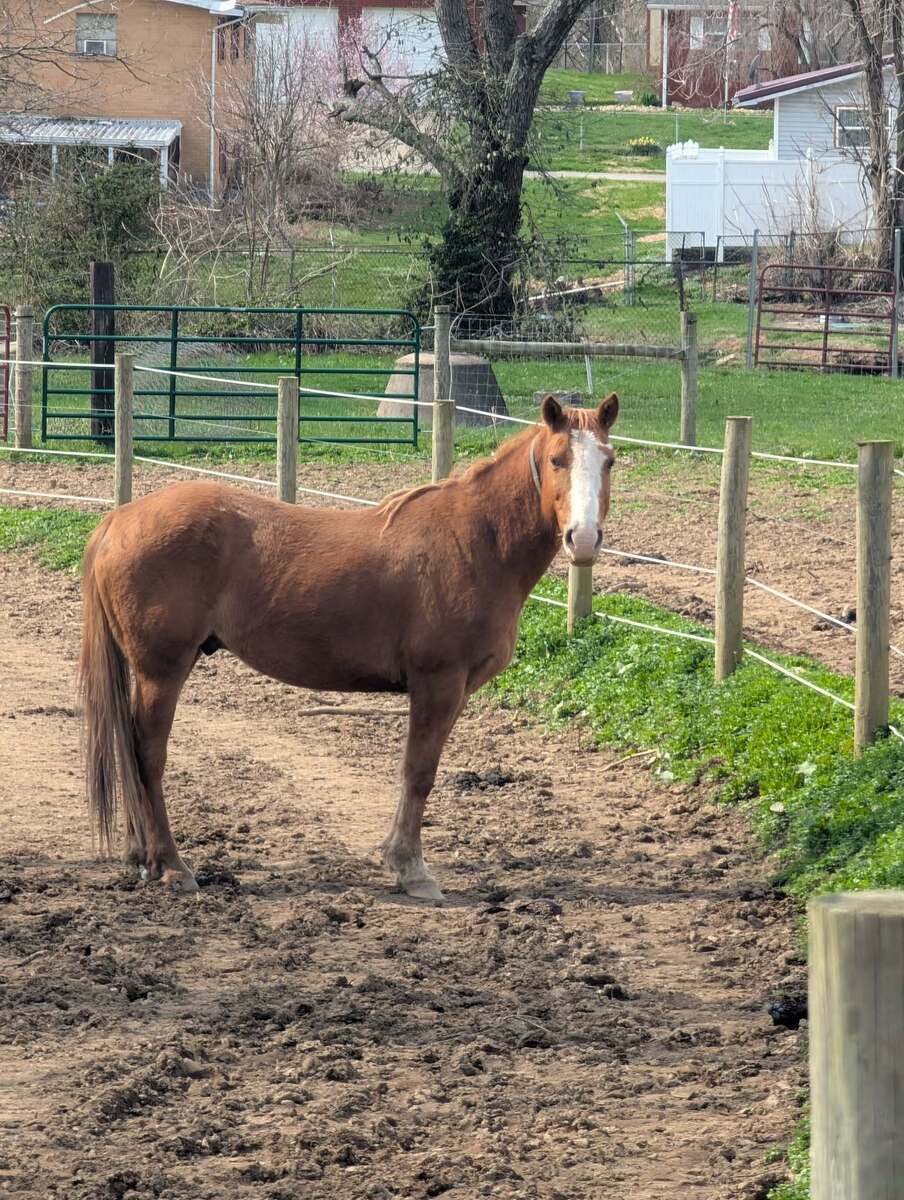Sport, 9yo Pony gelding, 14.0hh