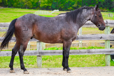 Duke, 7yo Grade Quarter Horse gelding, 15.0hh