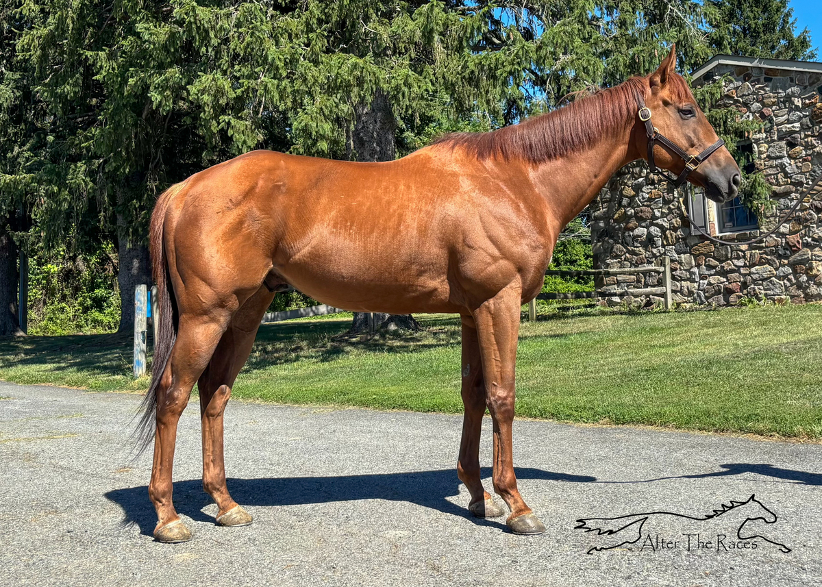 James Gang, 7yo Thoroughbred gelding, 16.0hh