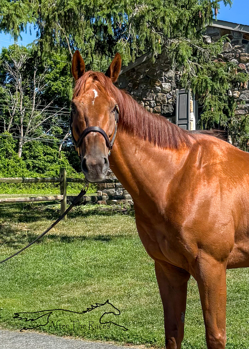 James Gang, 7yo Thoroughbred gelding, 16.0hh