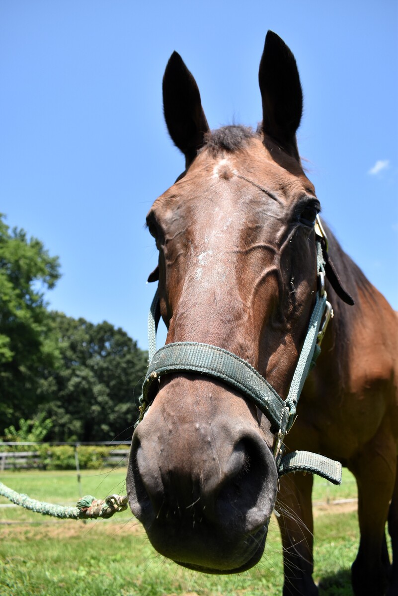 Moe, 30yo Thoroughbred gelding, 16.0hh