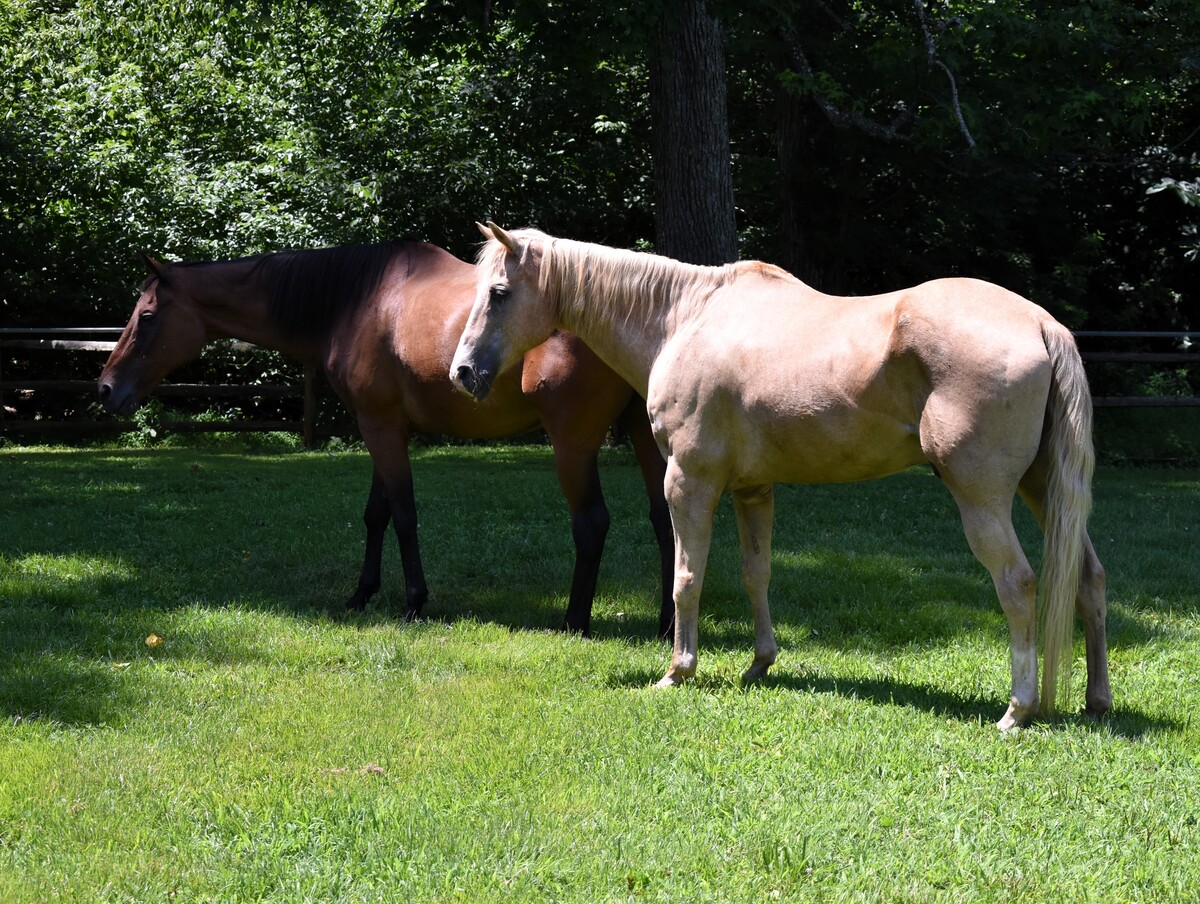 Moe, 30yo Thoroughbred gelding, 16.0hh