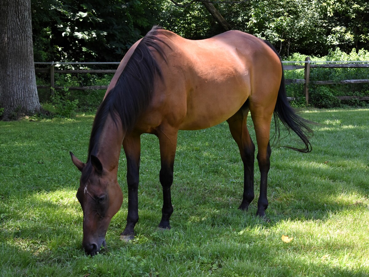 Moe, 30yo Thoroughbred gelding, 16.0hh