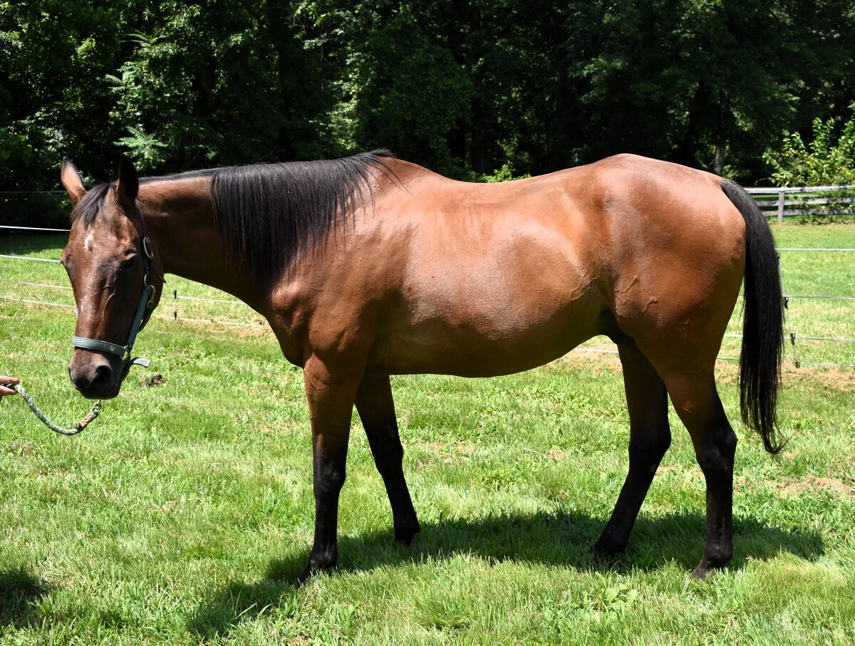 Moe, 30yo Thoroughbred gelding, 16.0hh