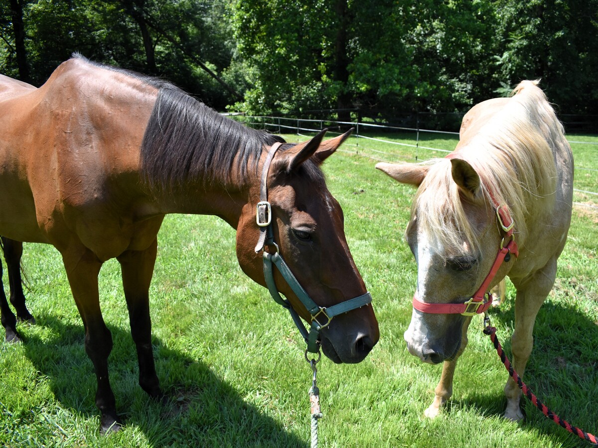 Moe, 30yo Thoroughbred gelding, 16.0hh