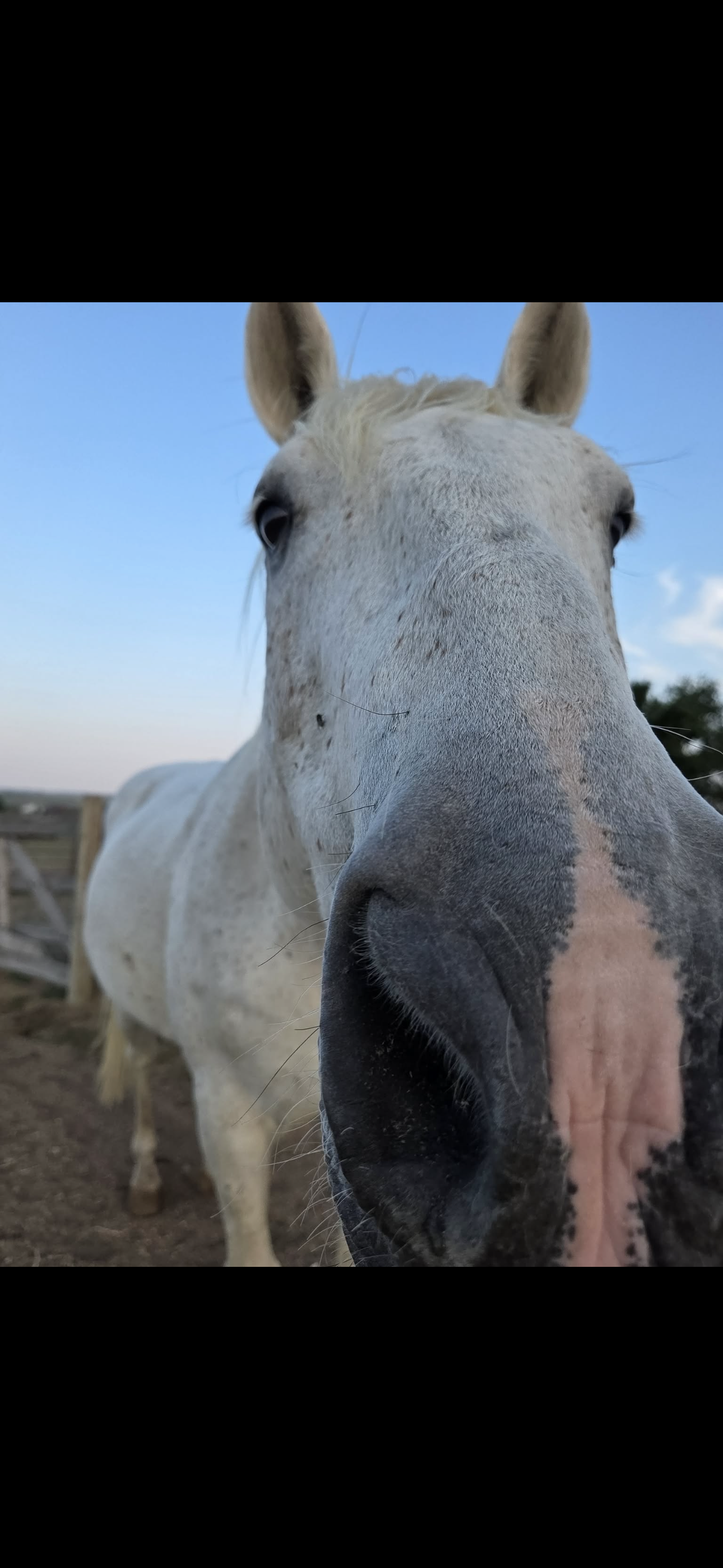 Smith, 16yo Quarter Horse gelding, 14 3hh