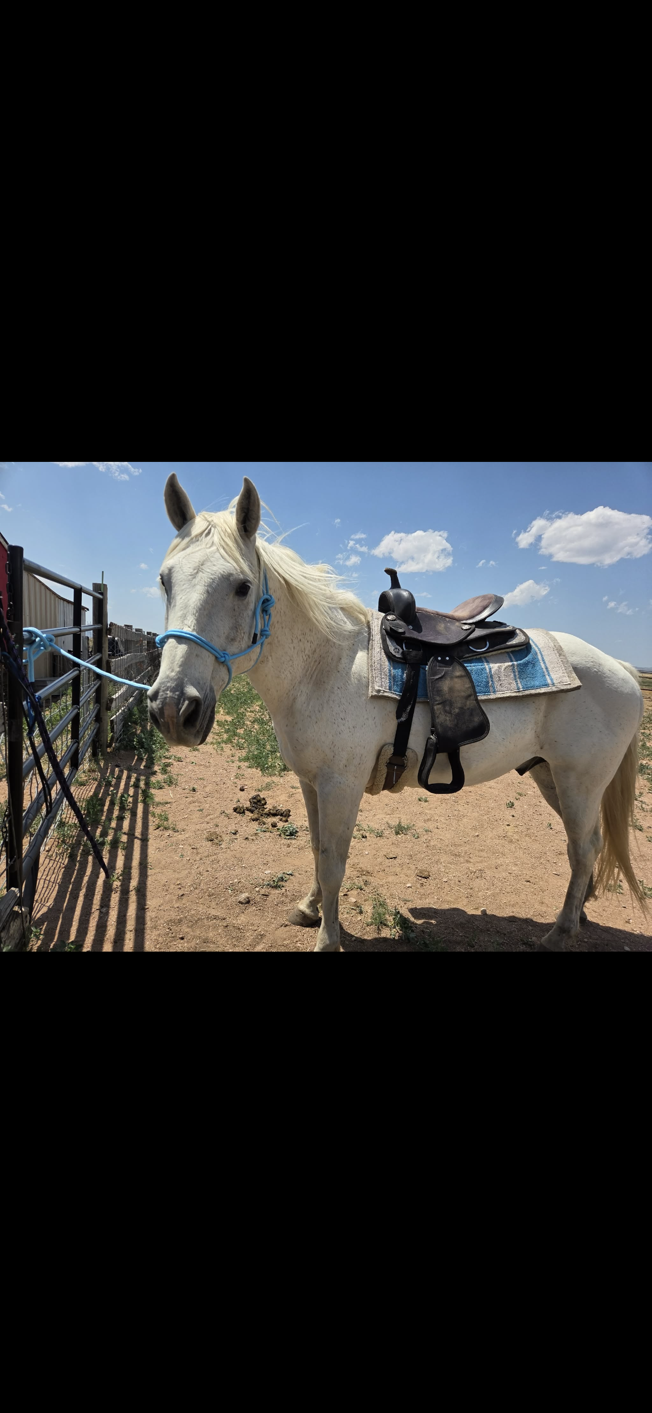 Smith, 16yo Quarter Horse gelding, 14 3hh