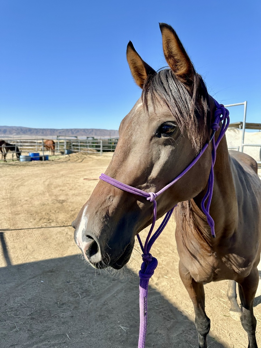 Arabella, 5yo Arabian filly, 14.0hh