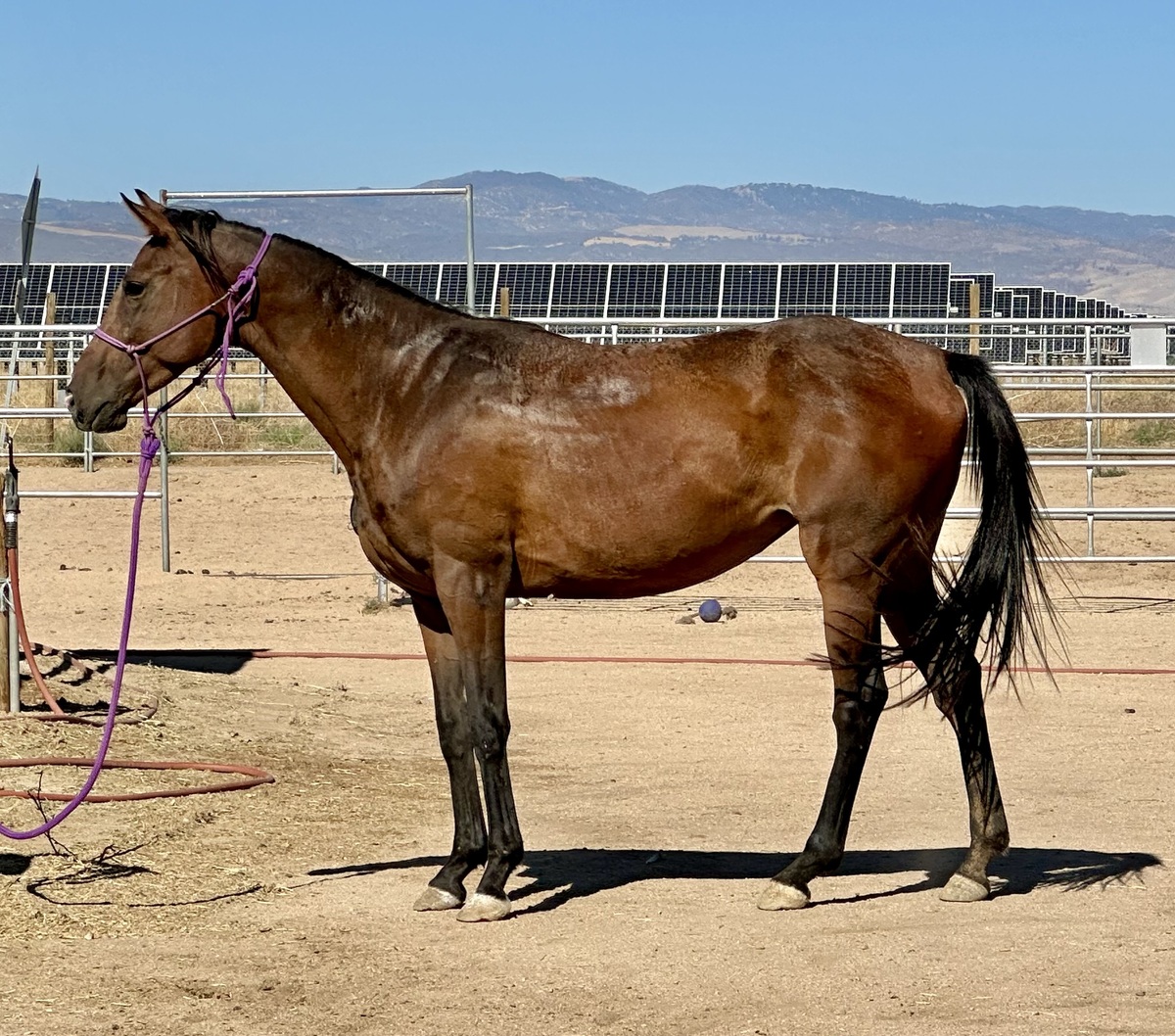 Arabella, 5yo Arabian filly, 14.0hh