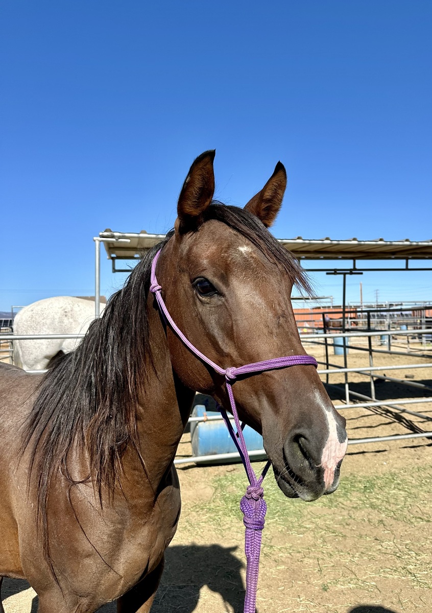 Arabella, 5yo Arabian filly, 14.0hh