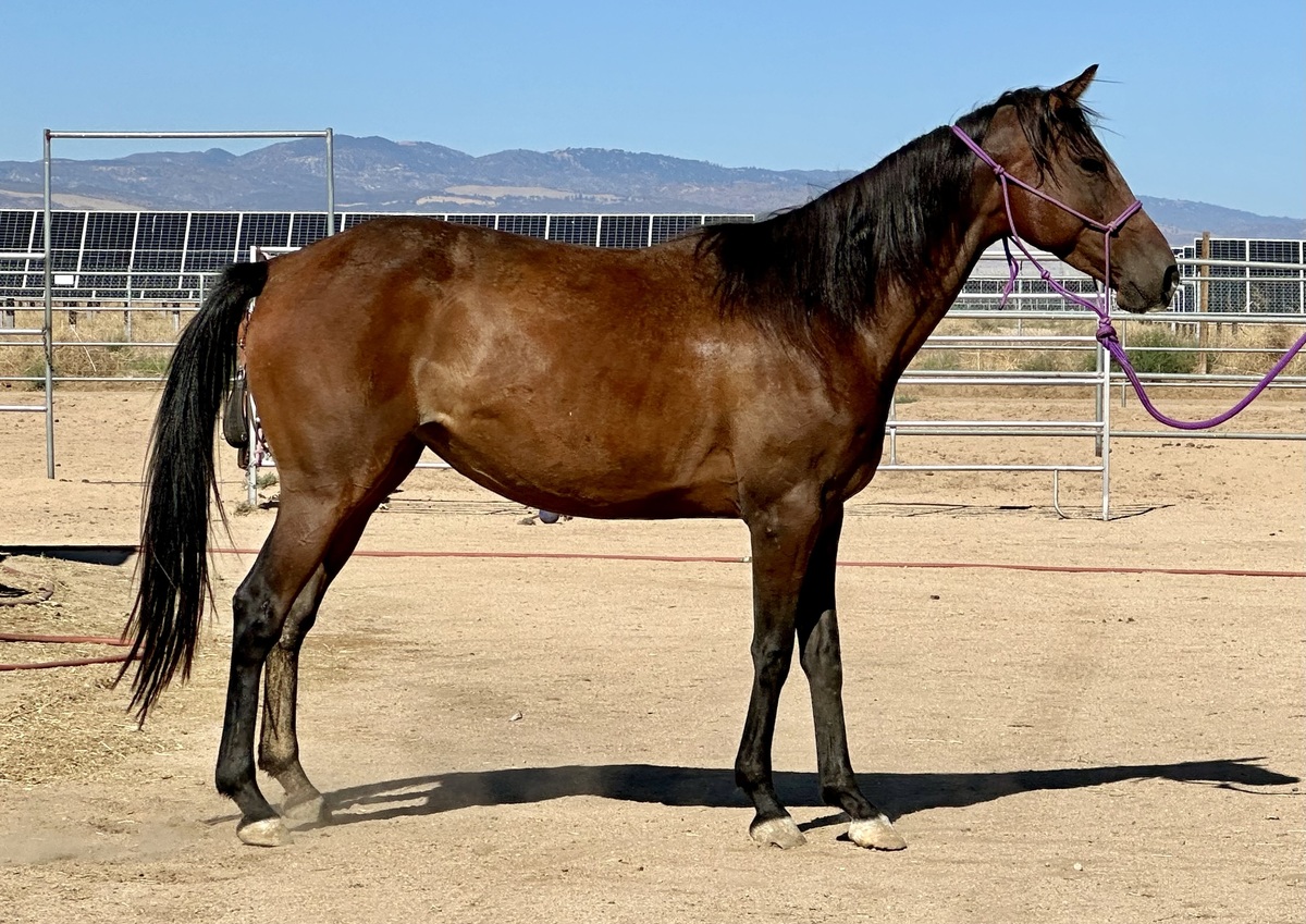 Arabella, 5yo Arabian filly, 14.0hh