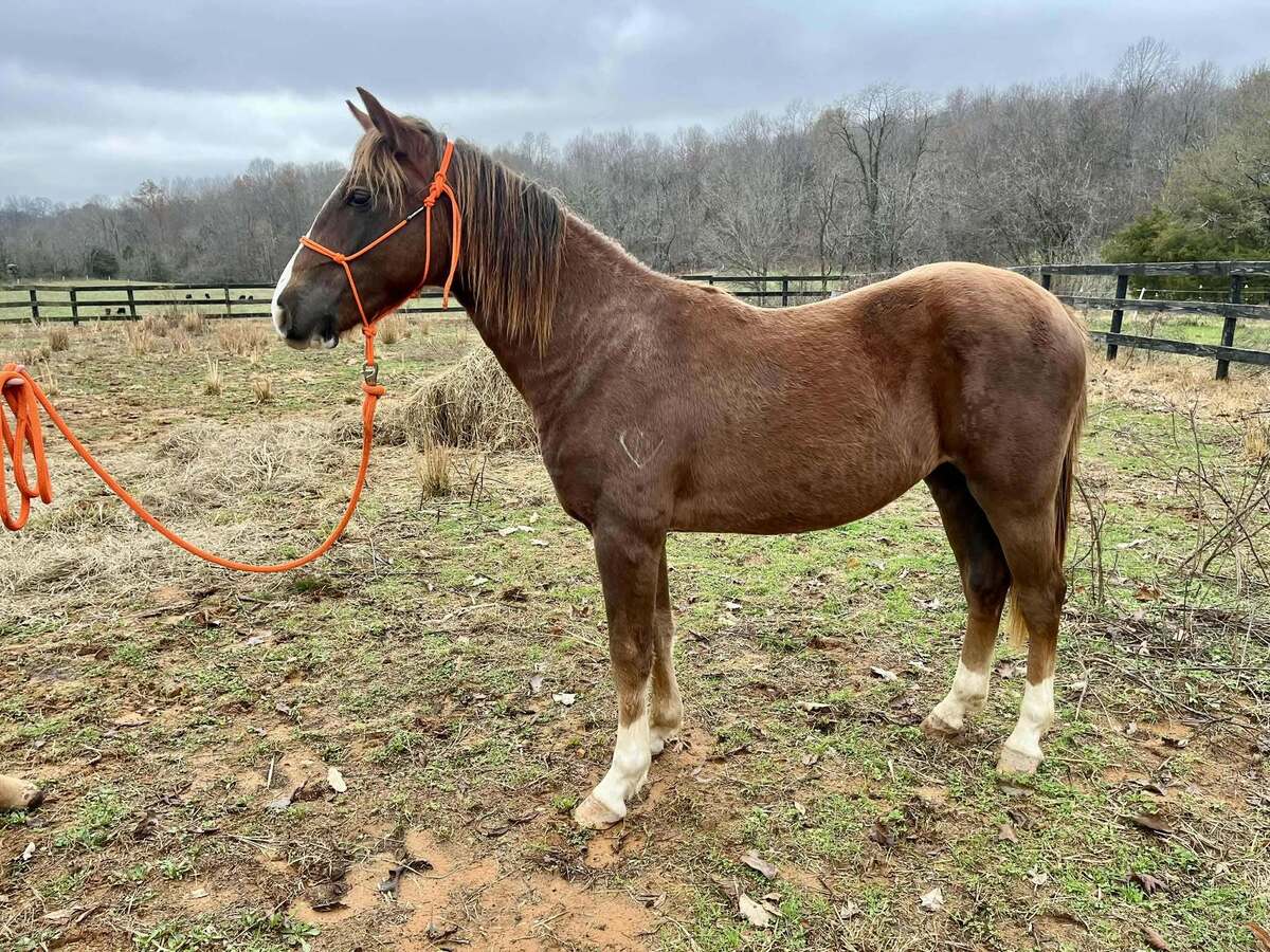 Gritts, 2yo American Saddlebred/Mountain Pleasure Horse/Rocky Mountain Horse gelding